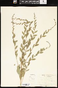 Solidago radula image