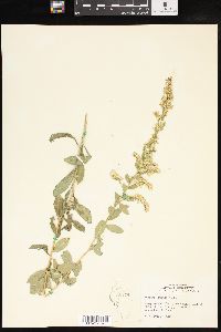 Solidago radula image