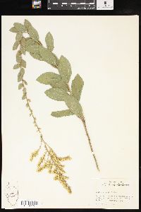 Solidago radula image