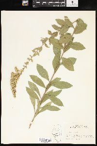 Solidago radula image