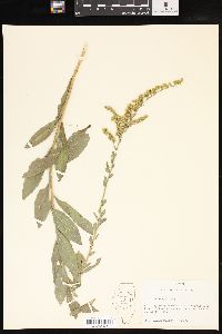 Solidago radula image