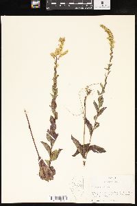 Solidago radula image