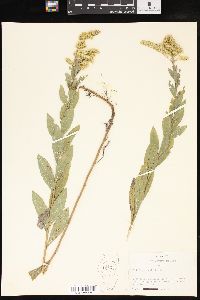 Solidago radula image