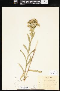 Solidago riddellii image