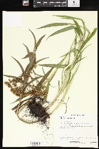 Solidago riddellii image