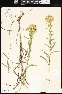 Solidago riddellii image