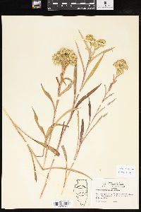 Solidago riddellii image