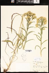 Solidago riddellii image