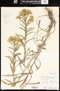 Solidago riddellii image