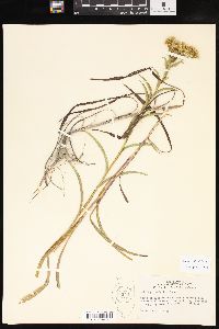 Solidago riddellii image