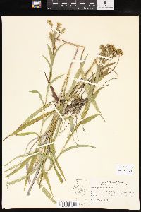 Solidago riddellii image