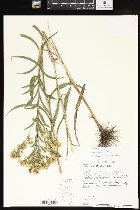 Solidago riddellii image