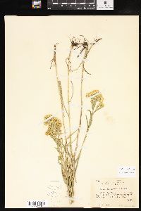 Solidago riddellii image