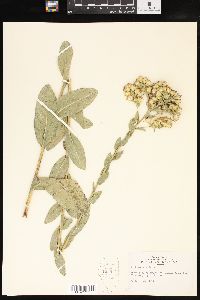 Solidago rigida image