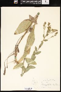 Solidago rigida image