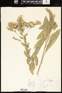 Solidago rigida image