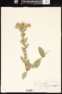 Solidago rigida image