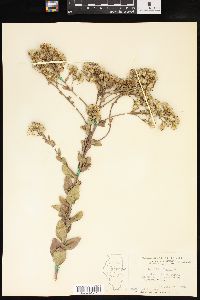 Solidago rigida image