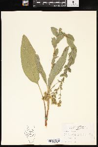 Solidago rigida image