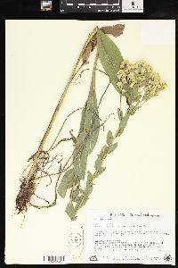 Solidago rigida image