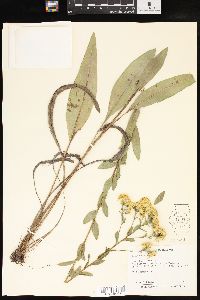 Solidago rigida image