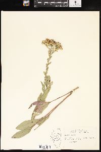 Solidago rigida image