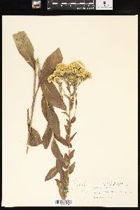 Solidago rigida image