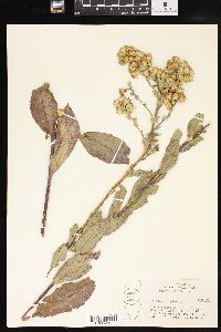 Solidago rigida image