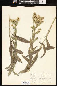 Solidago rigida image