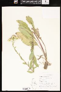 Solidago rigida image