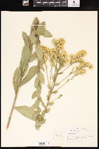 Solidago rigida image