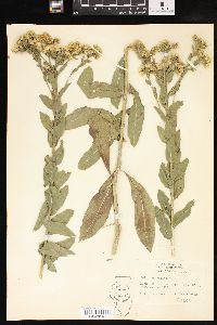 Solidago rigida image