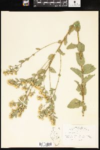 Solidago rigida image