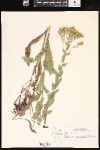 Solidago rigida image