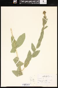 Solidago rigida image