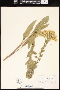 Solidago rigida image