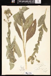 Solidago rigida image