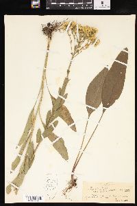 Solidago rigida image