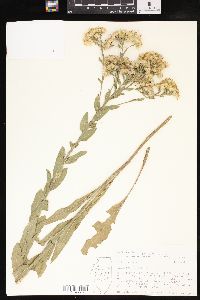 Solidago rigida image