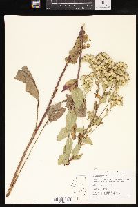 Solidago rigida image