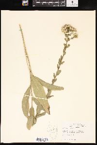 Solidago rigida image