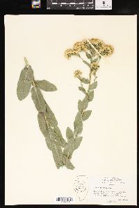 Solidago rigida image