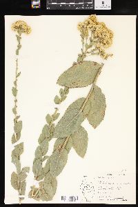 Solidago rigida image