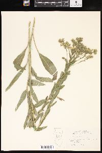 Solidago rigida image