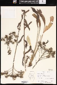 Solidago rigida image