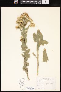 Solidago rigida image