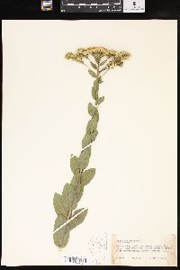 Solidago rigida image