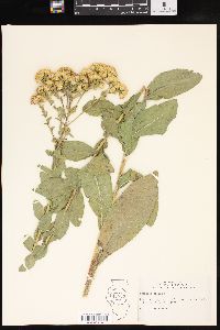 Solidago rigida image