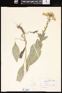 Solidago rigida image