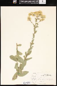 Solidago rigida image